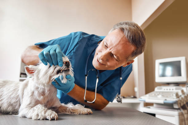 Best Weekend Emergency Dentist in Fayetteville, AL